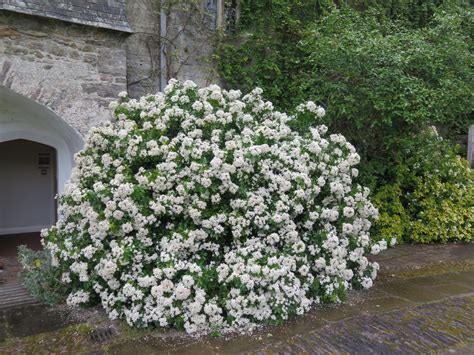 Illustration botanique du Choisya ternata montrant ses feuilles trifoliées et ses fleurs blanches étoilées