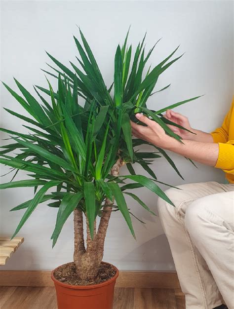 Illustration d'un Yucca en intérieur dans un salon lumineux