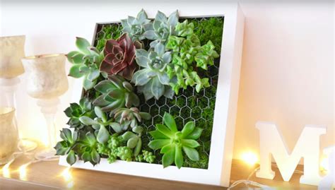 Un cadre végétal mural composé de diverses succulentes