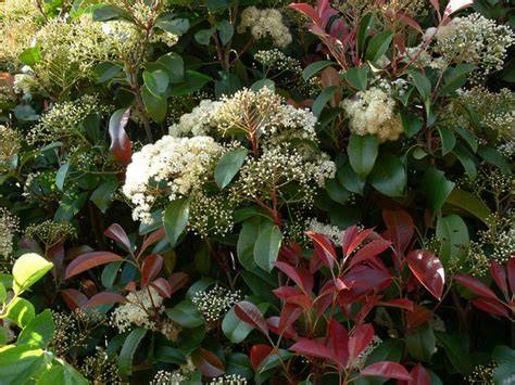 Photinia en fleurs au printemps