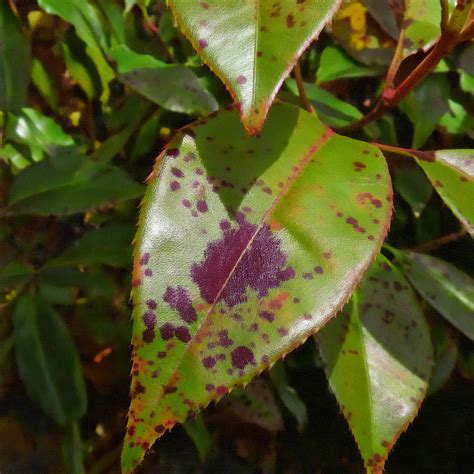 Illustration des maladies courantes du feuillage du Photinia