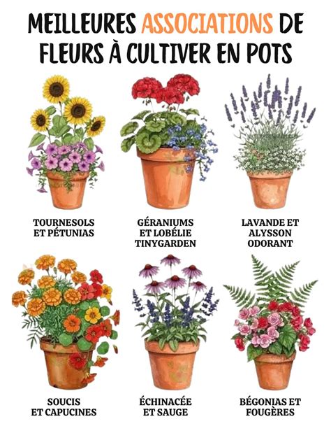 Association florale : géraniums, lavande et sauge