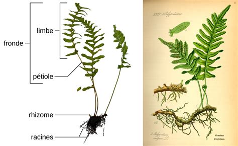 Schéma explicatif de la protection hivernale d'une fougère arborescente avec voile et paillage