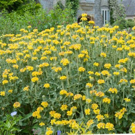 Illustration d'un plant mature de Phlomis fruticosa en pleine floraison jaune dans un jardin sec