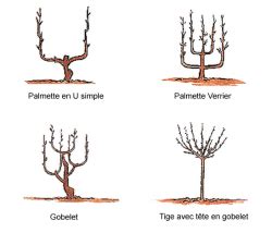 Schéma illustrant les différentes formes d'arbres fruitiers (gobelet, fuseau, palmette)