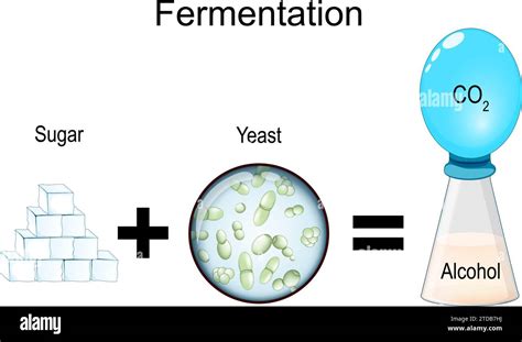 Photographie montrant le mélange de levure, de sucre et d'eau tiède en pleine fermentation