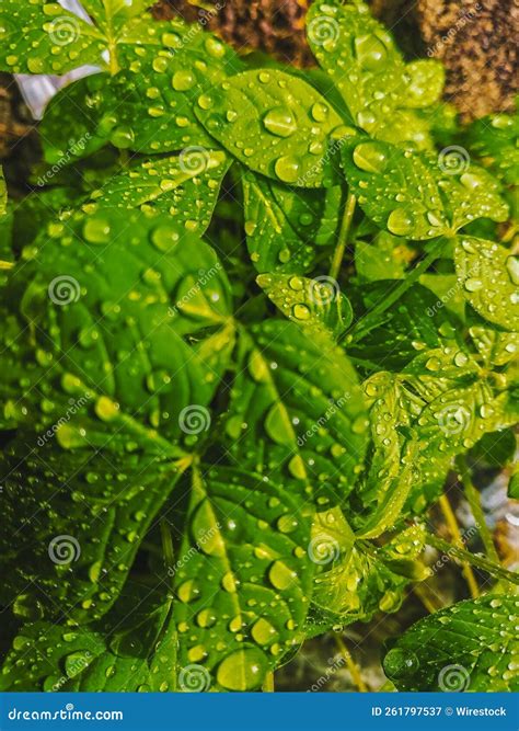Gouttes d'eau sur les feuilles vertes d'un hibiscus