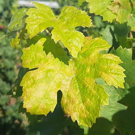 Photo macroscopique montrant les taches d'huile typiques sur une feuille de vigne