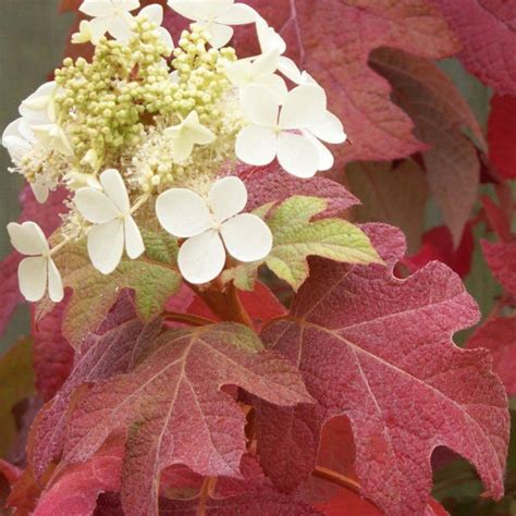Hortensia à feuilles de chêne en automne avec feuillage pourpre