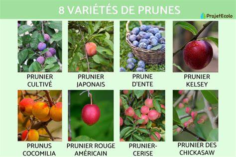 Schéma comparatif des différentes variétés de prunes Reine-Claude (couleurs et calibres)