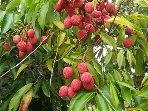 Schéma de la structure d'un litchi et conseils de taille