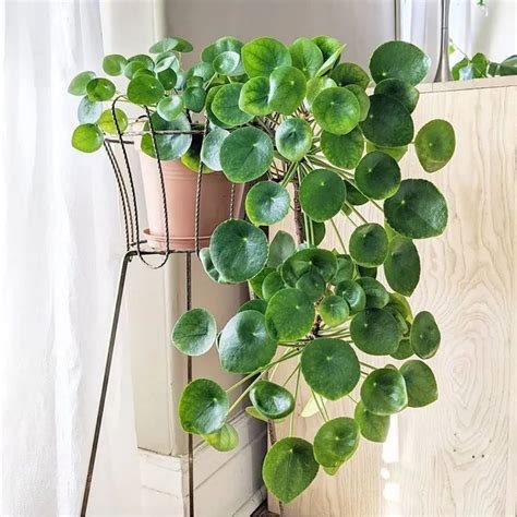 Aménagement d'un intérieur avec diverses plantes retombantes suspendues en macramé