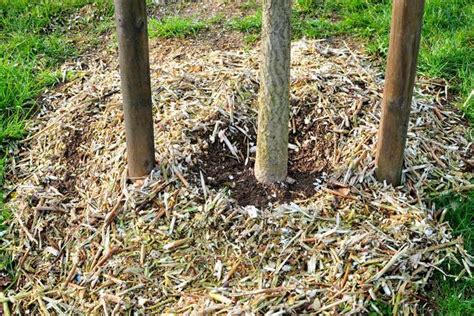 Illustration montrant l'épandage correct du BRF au pied d'un arbre
