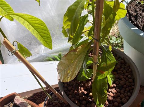 Jeune plant d'avocatier dans un pot en terre cuite