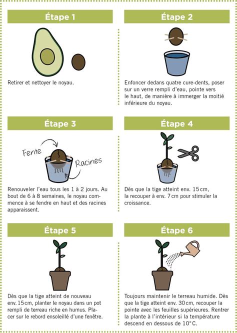 Technique de pincement de l'avocatier pour favoriser la ramification