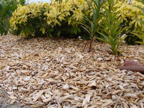 Photo montrant l'application d'un paillage organique sur un sol caillouteux