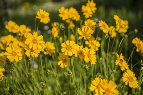 Détail rapproché d'une fleur de Graham Thomas passant du crème au jaune