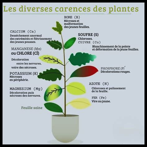 Tableau récapitulatif des carences nutritives et solutions naturelles