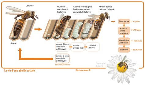 schéma explicatif de la pose du chasse-abeilles sur la ruche