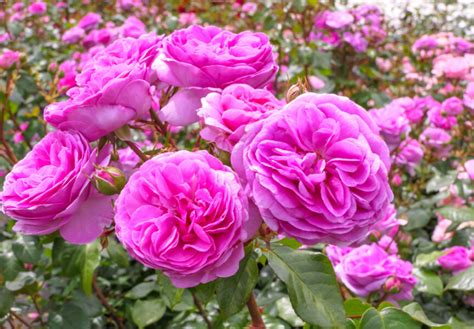 Un jardin de roses en pleine floraison printanière