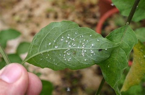 Mouches blanches sur le revers d'une feuille