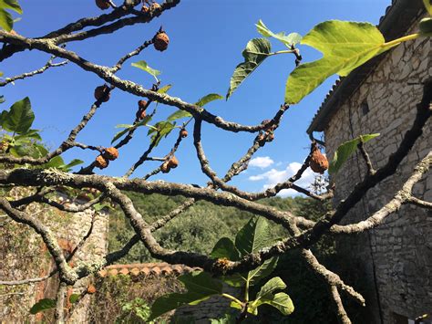 Représentation artistique du figuier dans un jardin méditerranéen