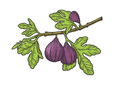 Dessin d'un figuier avec et sans fruits
