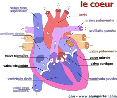 Illustration d'un cœur et d'une apparence