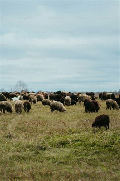 Moutons d'Ouessant paissant dans un champ