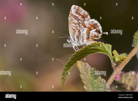 Papillon Cacyreus marshalii