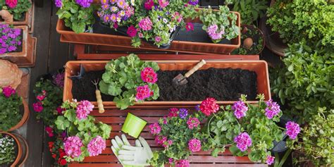 Jardinière de géraniums sur un balcon