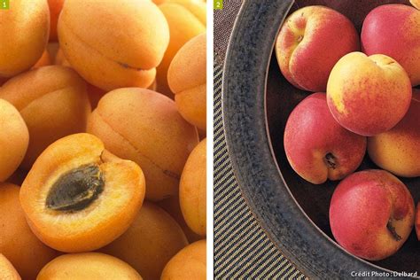 Abricots 'Rouge Tardif Delbard' fraîchement récoltés