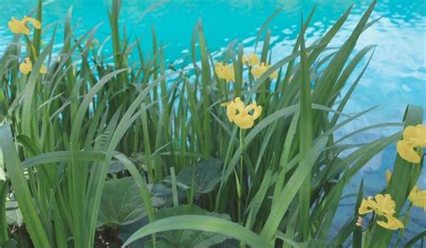 Illustration d'Iris pseudacorus au bord d'un bassin