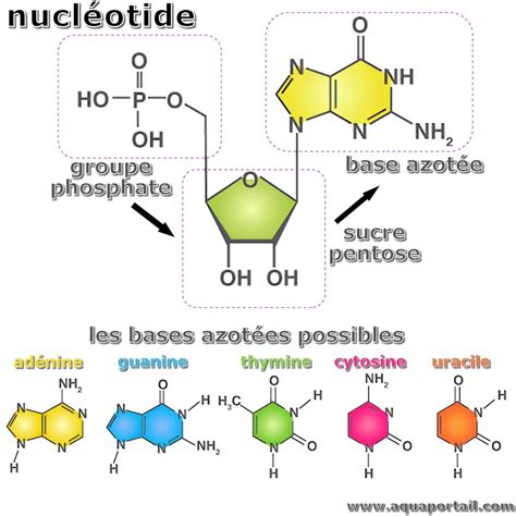 Schéma simplifié d'un gène NBS-LRR montrant les domaines de liaison aux nucléotides et les répétitions riches en leucine interagissant avec les effecteurs du pathogène