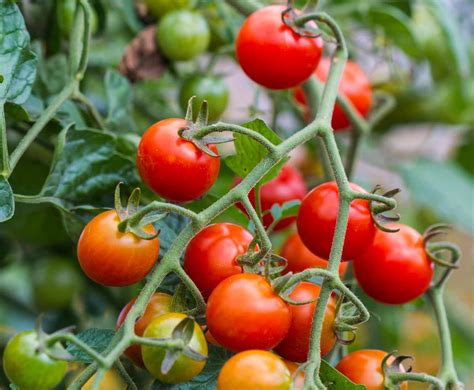 variété de tomate naine Rotkappchen