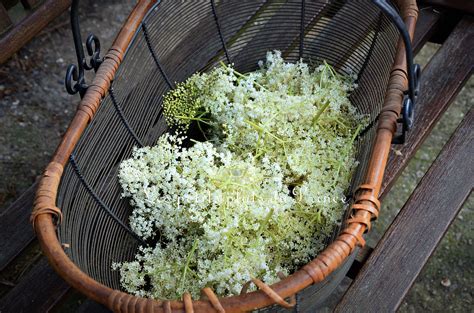 récolte des ombelles de fleurs de sureau dans un panier