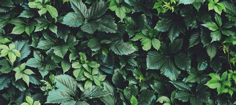 Renouvellement naturel du feuillage de l'hibiscus