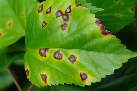 Feuilles d'hibiscus atteintes de taches noires