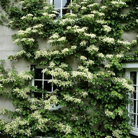 Hortensia grimpant en fleurs sur un mur