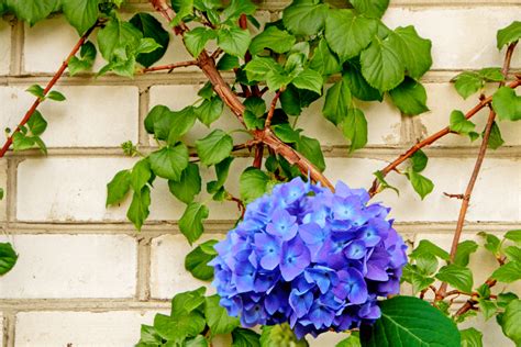 Feuillage d'hortensia grimpant en automne
