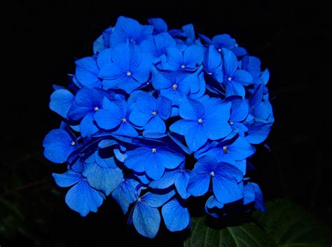 Hortensias bleus en fleur