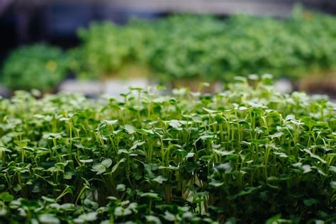 Graines de cannabis et jeunes pousses