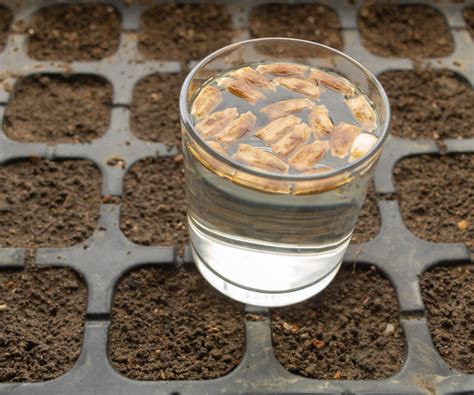 Graines de cannabis dans un verre d'eau