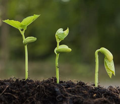 Transplantation d'une jeune pousse