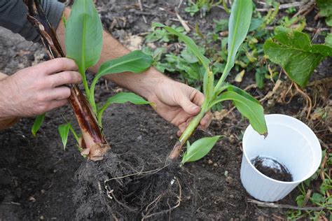 Photo montrant un couteau de jardinage désinfecté à côté d'un rejet de bananier prêt à être séparé