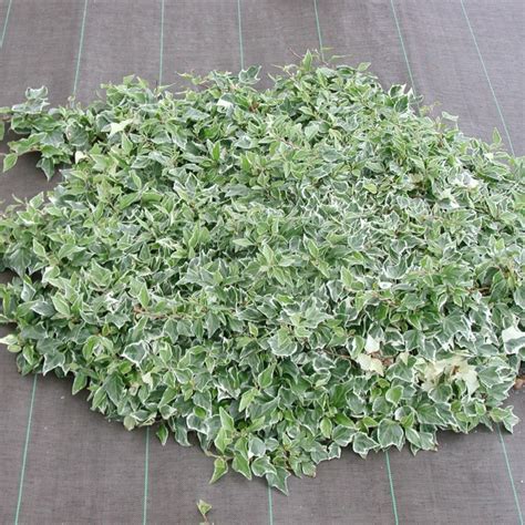 photo comparative entre Hedera helix 'Little Diamond' et Hedera canariensis