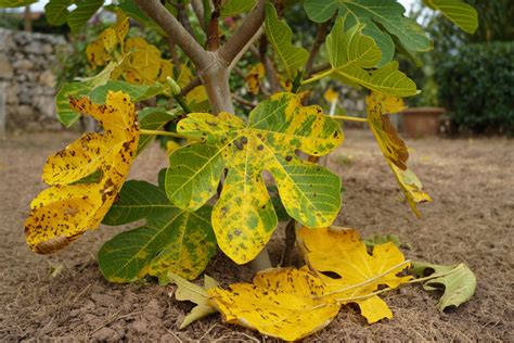 Illustration des symptômes du chancre sur une branche de figuier