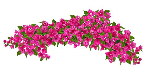 Illustration montrant un bougainvillier en fleurs dans un jardin méditerranéen