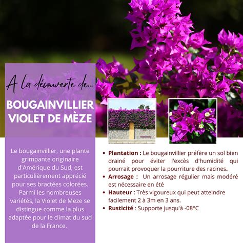 Schéma explicatif distinguant les bractées colorées des véritables fleurs tubulaires du bougainvillier
