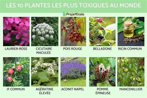 Infographie comparant les plantes toxiques et les plantes à risques mécaniques pour les animaux